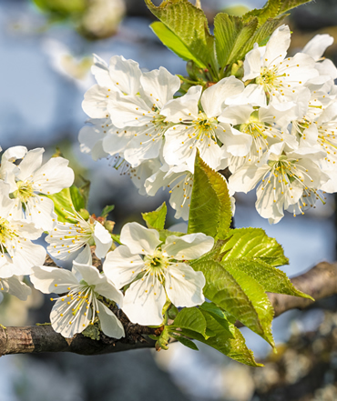 Yaprak Gübrelerimiz